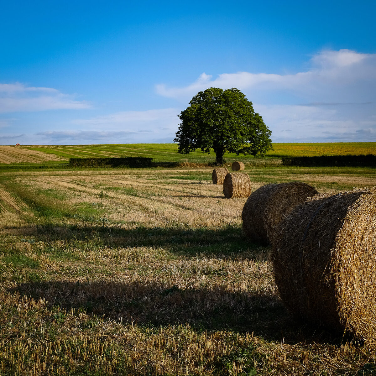 Fazenda e campo de produção de feno do Barracão do Feno em Presidente Venceslau/SP