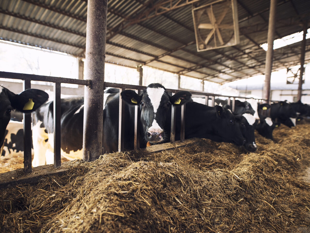 Vacas leiteiras alimentando-se de feno no cocho de um estábulo