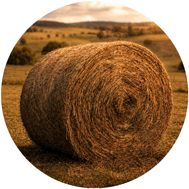 Rolo de feno no campo - produção própria do Barracão do Feno